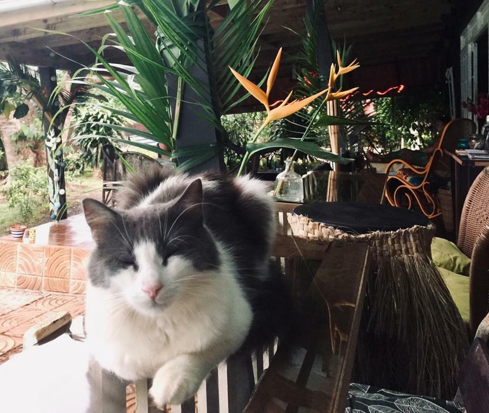 Fare Haurevaiti Moorea Paopao Εξωτερικό φωτογραφία
